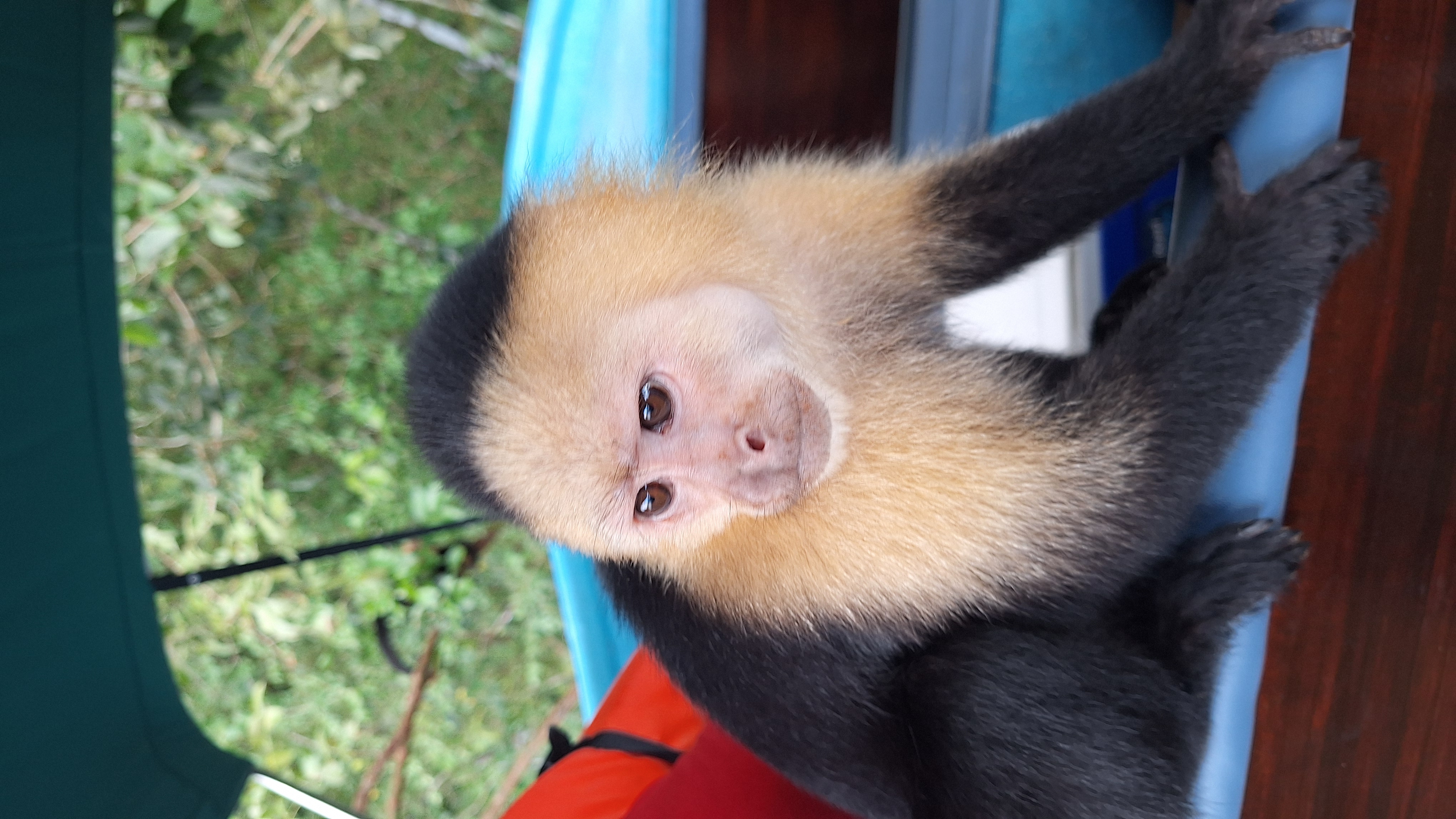Monkey Island Panama: What to Really Expect (2026 Guide)